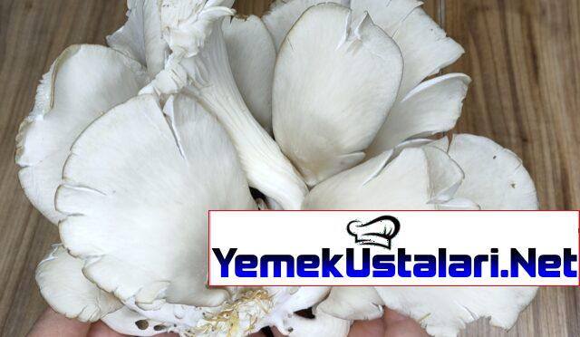 İstiridye Mantarlı Yumurta